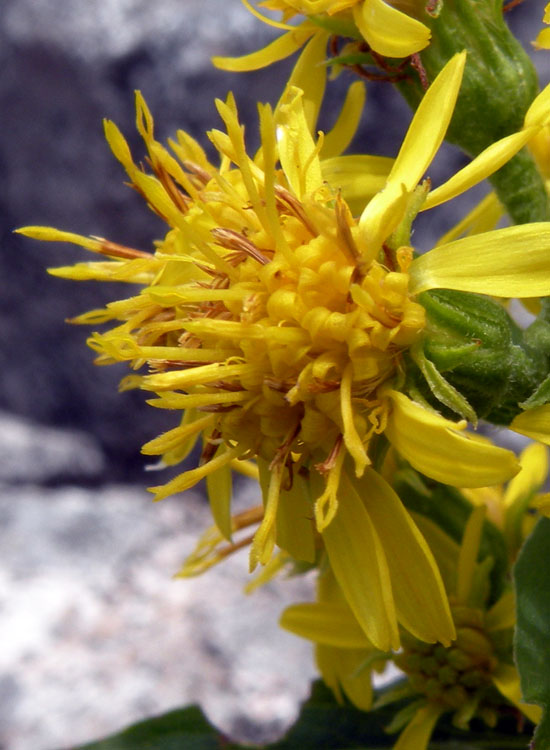 Solidago virgaurea / Verga d''oro comune